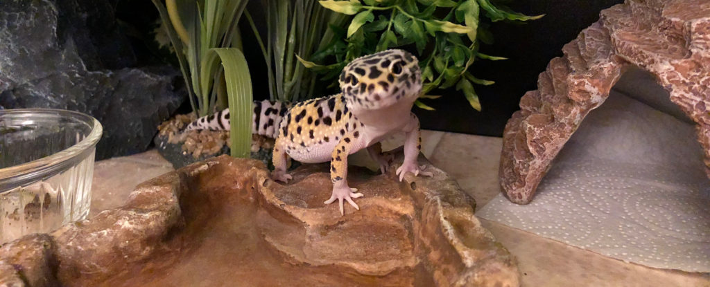 Transient Steering on Find out how to Care Your Pet- Leopard Geckos