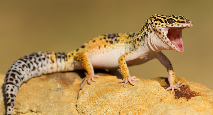 Brief Guidance on How to Care Your Pet- Leopard Geckos