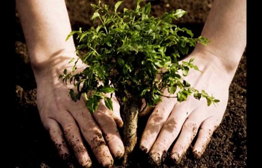 Plant Trees and Save The Earth with Reforestation Projects