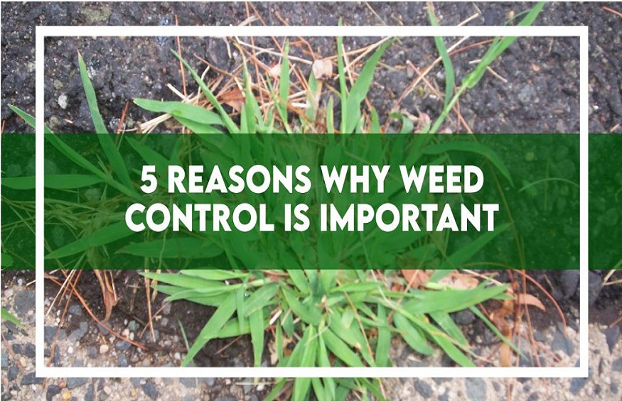 5 Reasons Why Weed Control Is Important