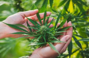 CBD Regulation Deals With The Opioid Crisis