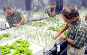 HYDROPONIC GROWING