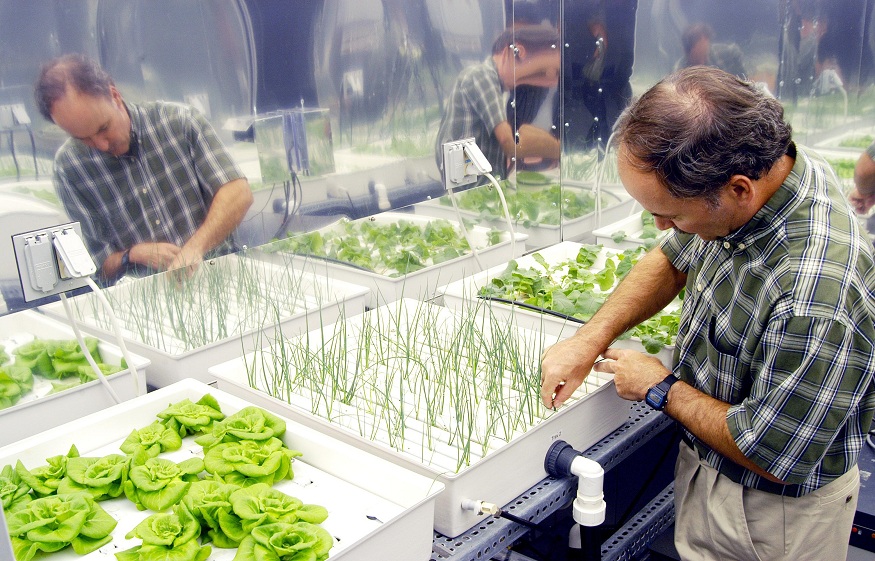 HYDROPONIC GROWING: PLANTING WITHOUT USING SOIL