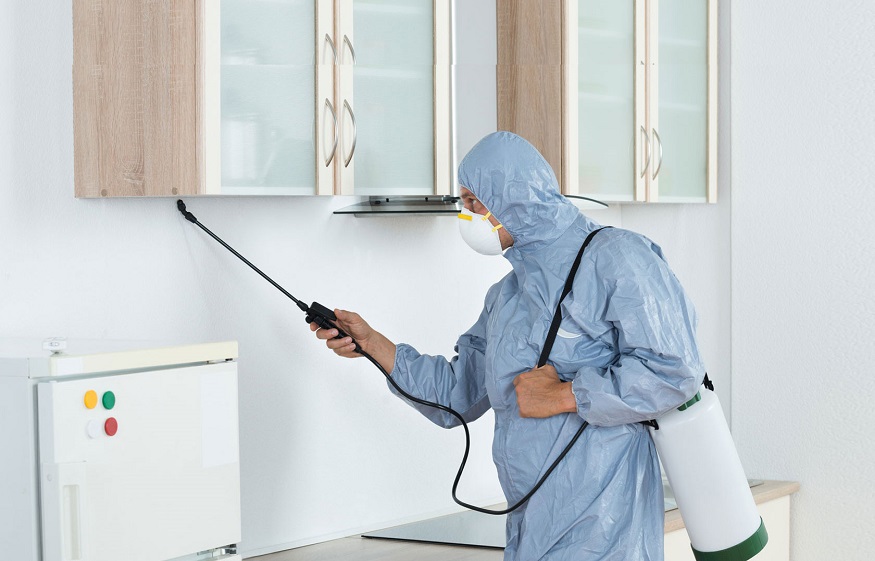 Why Should We Hire a Pest Control Company?