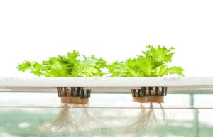 Segment of Hydro Culture