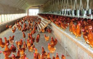 Hillandale Farms